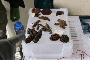 Look at all that poop!